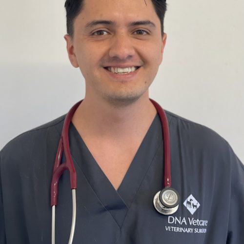 Luis MRCVS Veterinary Surgeon